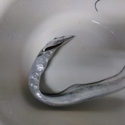 今年も太刀魚へ・・